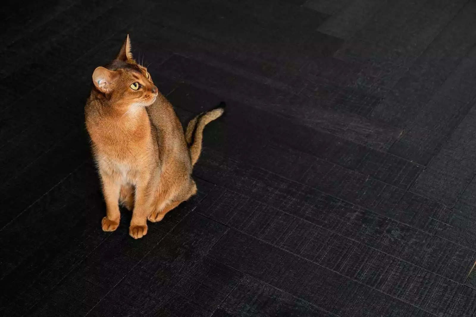 INTENSE BLACK HERRINGBONE - Image 2