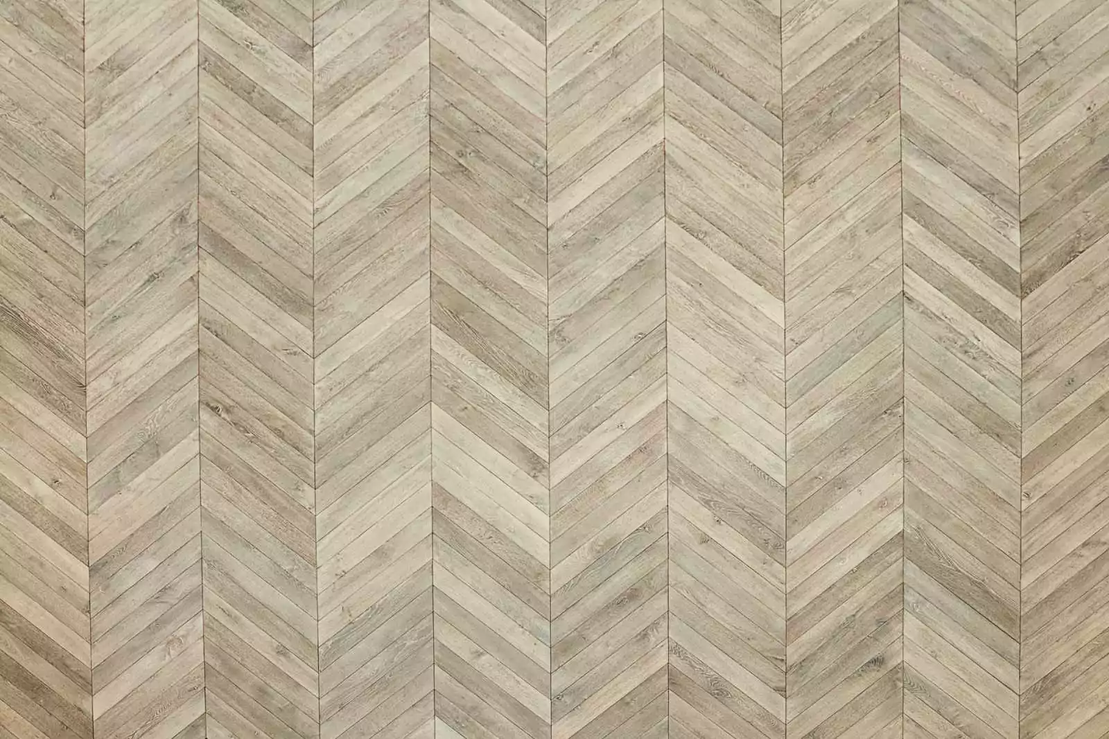 CÉLESTE CHEVRON - Image 4